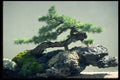 353037 American Larch On Dragon Rock (160 Years Old) A4 Photo Print