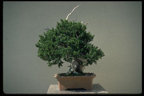 353038 Taxus Cuspidata (Japanese Yew) A4 Photo Print