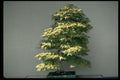 353039 Acer Palmatum (deshojo) A4 Photo Print