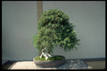 353040 Needle Juniper A4 Photo Print