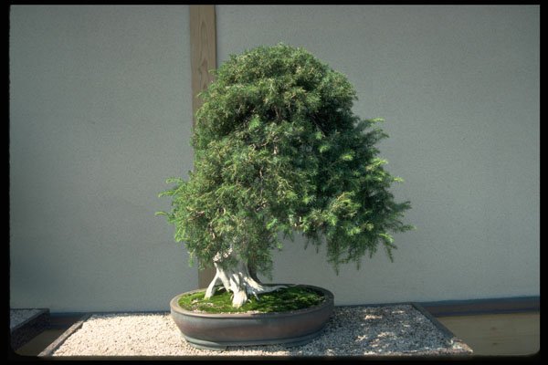 353040 Needle Juniper A4 Photo Print