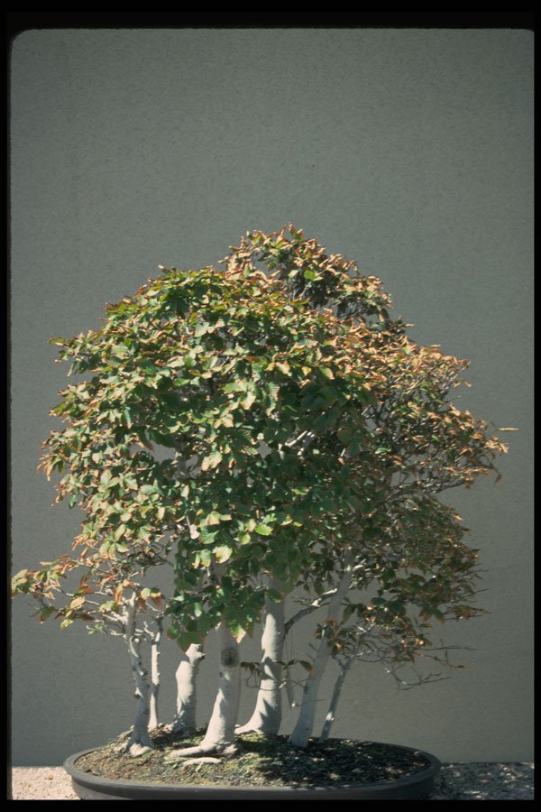 353041 Fagus Crenata (Japanese Beech Forest, 35 Years Old) A4 Photo Print