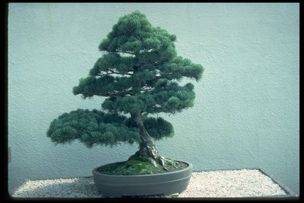 353042 Pinus Parviflora (Japanese White Pine, 100 Years Old) A4 Photo Print