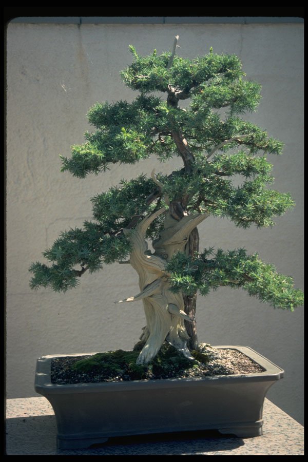 353043 Ginkgo Biloba (maidenhair Tree, 35 Years Old) A4 Photo Print