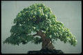 353044 Acer Buergerianum (trident Maple, 80 Years Old) A4 Photo Print