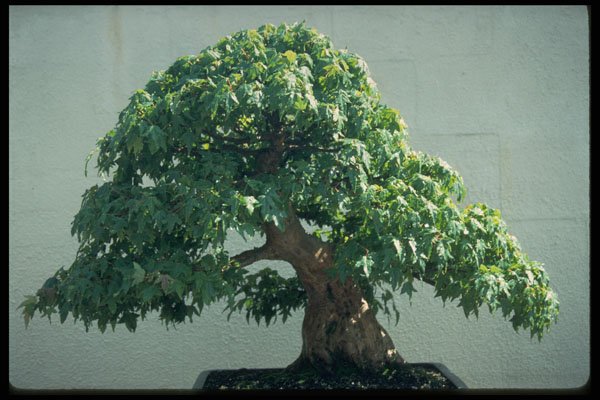 353044 Acer Buergerianum (trident Maple, 80 Years Old) A4 Photo Print