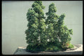 353045 Juniperus Rigida (needle Juniper Forest, 30 Years Old) A4 Photo Print