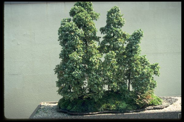 353045 Juniperus Rigida (needle Juniper Forest, 30 Years Old) A4 Photo Print