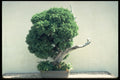 353046 Juniperus Chinensis (sargent Juniper, 100 Years Old) A4 Photo Print
