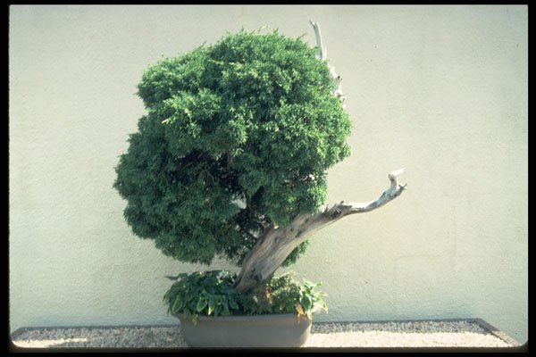 353046 Juniperus Chinensis (sargent Juniper, 100 Years Old) A4 Photo Print