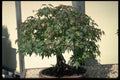 353047 Acer Palmatum (Japanese Maple, 40 Years Old) A4 Photo Print