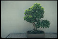 353048 Ginkgo Biloba (maidenhair Tree, 55 Years Old) A4 Photo Print