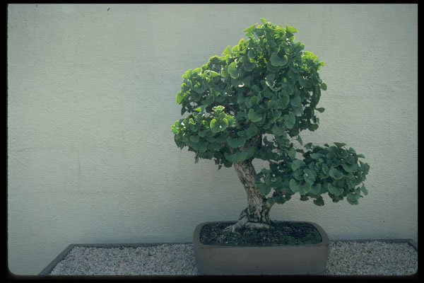 353048 Ginkgo Biloba (maidenhair Tree, 55 Years Old) A4 Photo Print