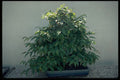 353049 Carpinus Japonica (Japanese Hornbeam, 40 Years Old) A4 Photo Print