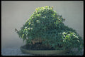 353051 Acer Buergerianum (trident Maple, 80 Years Old) A4 Photo Print