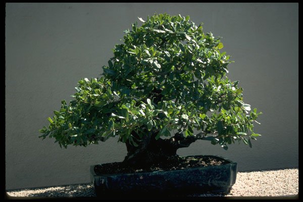 353052 Quercus Phillyraeoides (ubame Oak, 70 Years Old) A4 Photo Print