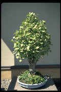 353053 Ginkgo Biloba (maidenhair Tree) A4 Photo Print