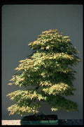 353054 Acer Palmatum (Japanese Maple, 40 Years Old) A4 Photo Print