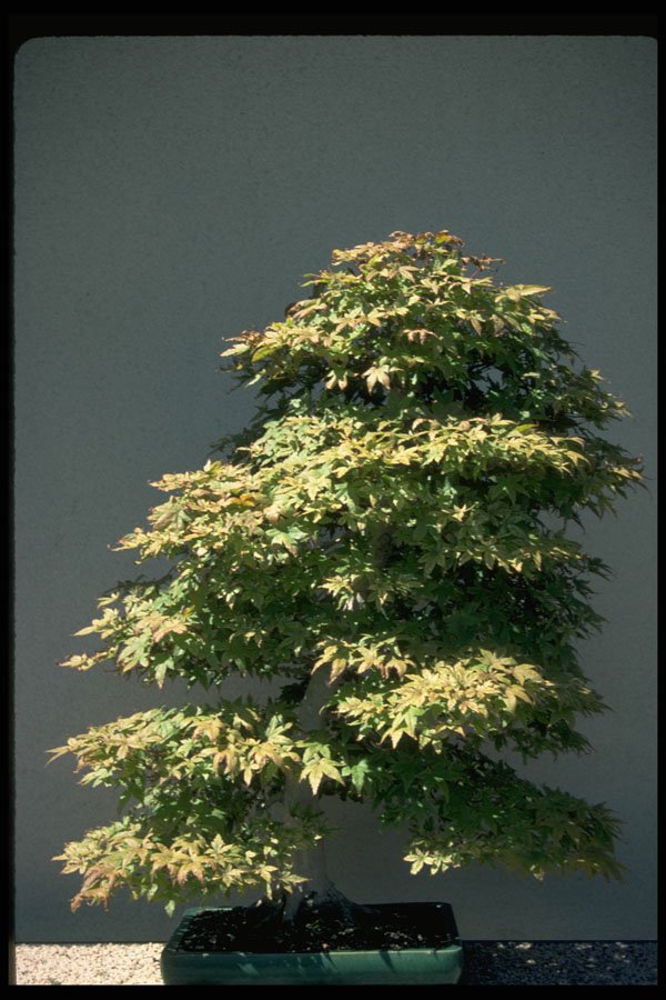 353054 Acer Palmatum (Japanese Maple, 40 Years Old) A4 Photo Print