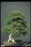 353055 Juniperus Rigida (needle Juniper, 350 Years Old) A4 Photo Print