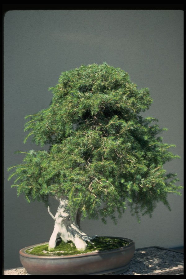 353055 Juniperus Rigida (needle Juniper, 350 Years Old) A4 Photo Print