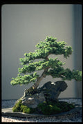 353057 Tsuga Canadensis (Canadian Hemlock, 45 Years Old) A4 Photo Print