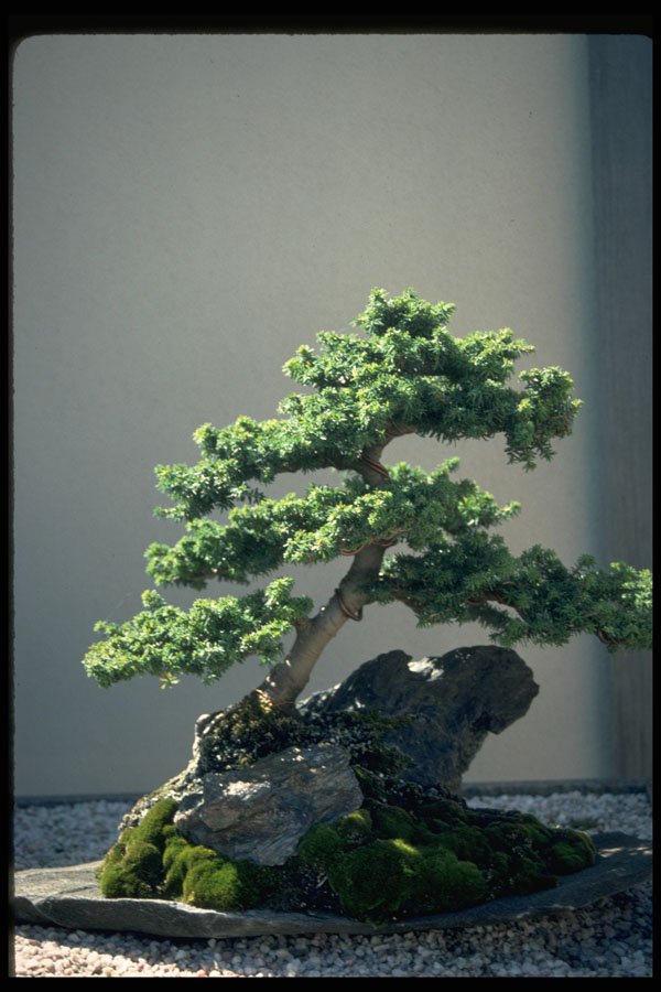 353057 Tsuga Canadensis (Canadian Hemlock, 45 Years Old) A4 Photo Print