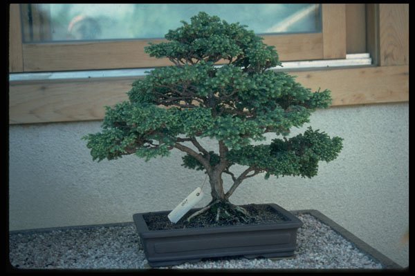 353058 Chamaecy Paris (sawara False Cypress) A4 Photo Print