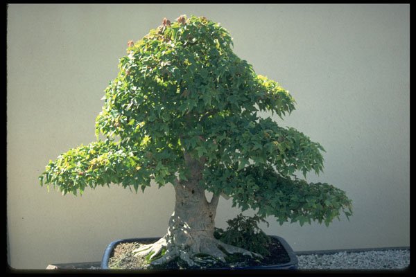353059 Acer Buergerianum (trident Maple, 70 Years Old) A4 Photo Print