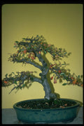 353060 Cotoneaster (pannosus) A4 Photo Print