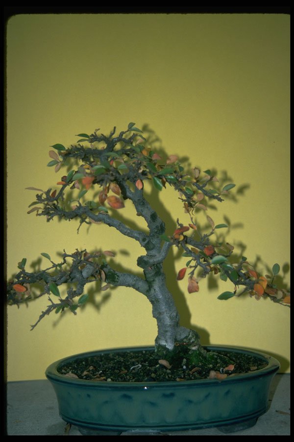 353060 Cotoneaster (pannosus) A4 Photo Print