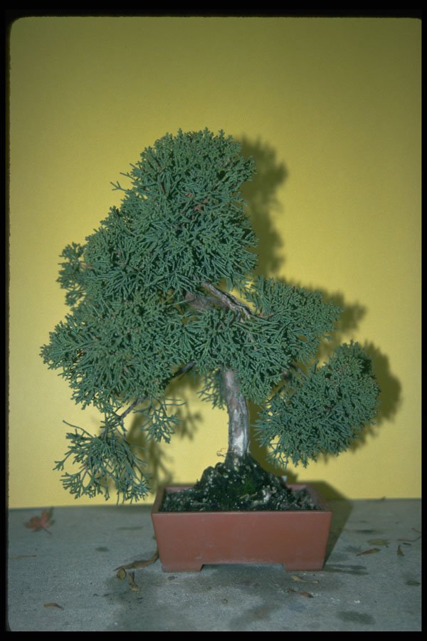 353064 Pseudolarix Kaempferi A4 Photo Print