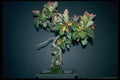 353065 Juniperus Chinensis (sargenti) A4 Photo Print