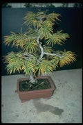 353067 Pseudolarix Kaempferi A4 Photo Print