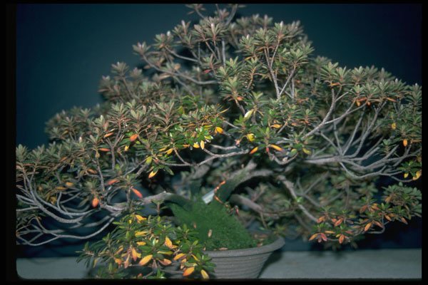 353068 Rhododendron (serpyllifolium) A4 Photo Print