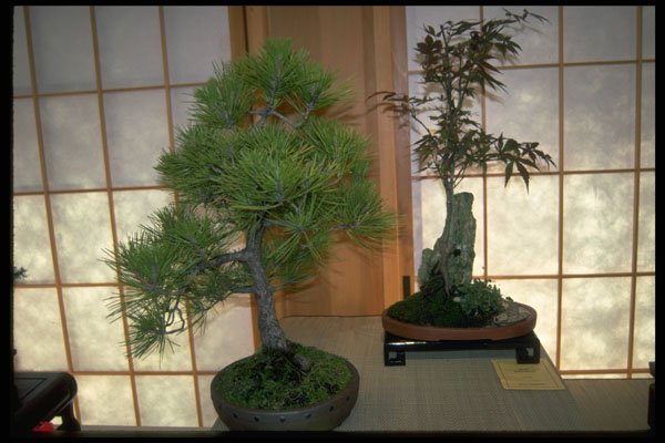 353069 Pinus Thumbergii And Acer Palmatum A4 Photo Print
