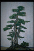 353070 Larix Laricina (American Larch Grove, 90 Years Old) A4 Photo Print