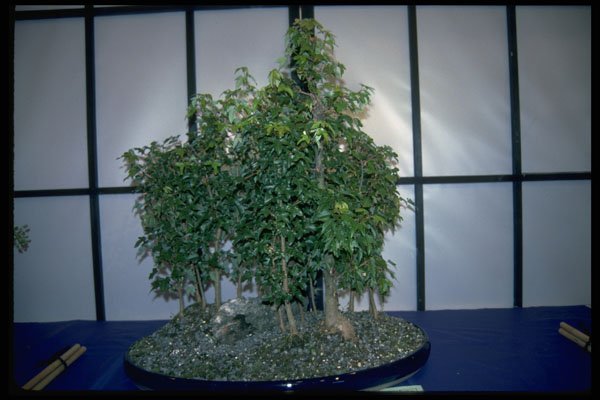 353071 Acer Buergerianum (trident Maple Forest) A4 Photo Print
