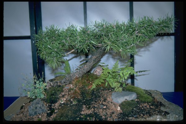 353072 Pinus Banksiana A4 Photo Print
