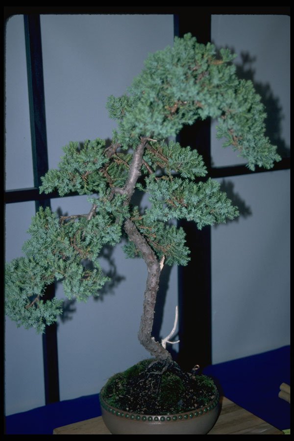 353073 Juniperus Procubens (regular Bonsai) A4 Photo Print