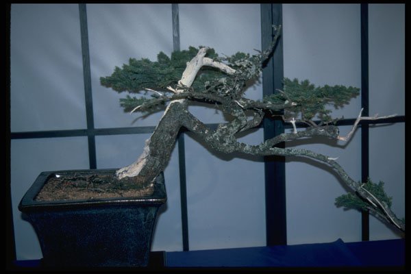 353074 Picea Mariana A4 Photo Print