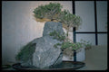 353075 Serissa Foetida A4 Photo Print