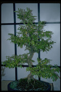353076 Celtis Sinensis (regular Bonsai) A4 Photo Print