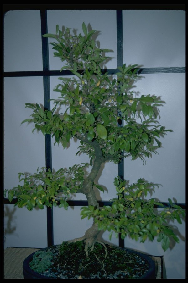 353076 Celtis Sinensis (regular Bonsai) A4 Photo Print