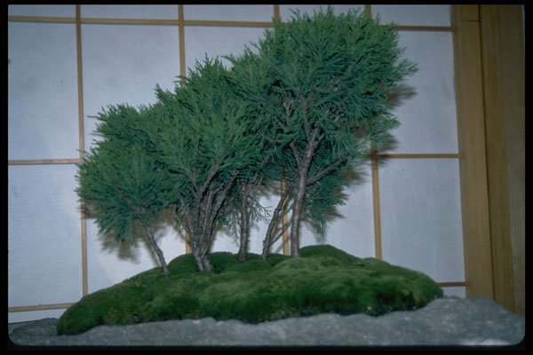 353077 Juniperus Sabina (savin) A4 Photo Print