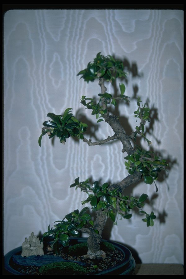 353078 Ehretia Buxifolia (fukien Tea) A4 Photo Print