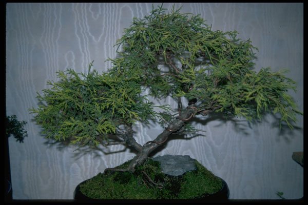 353079 Thuya Occidentalis A4 Photo Print
