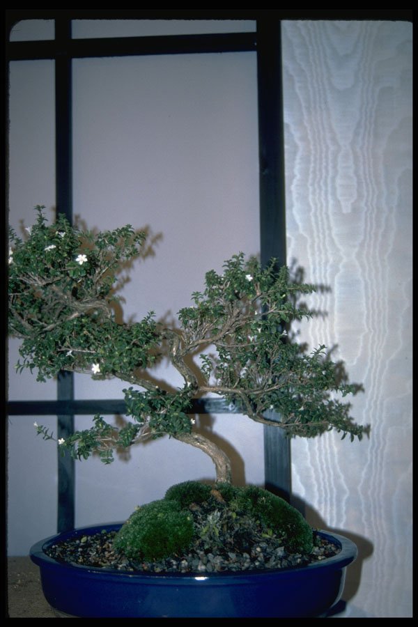 353080 Serissa Foetida A4 Photo Print