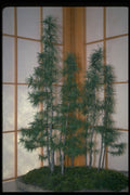 353081 Larix (laricina) A4 Photo Print