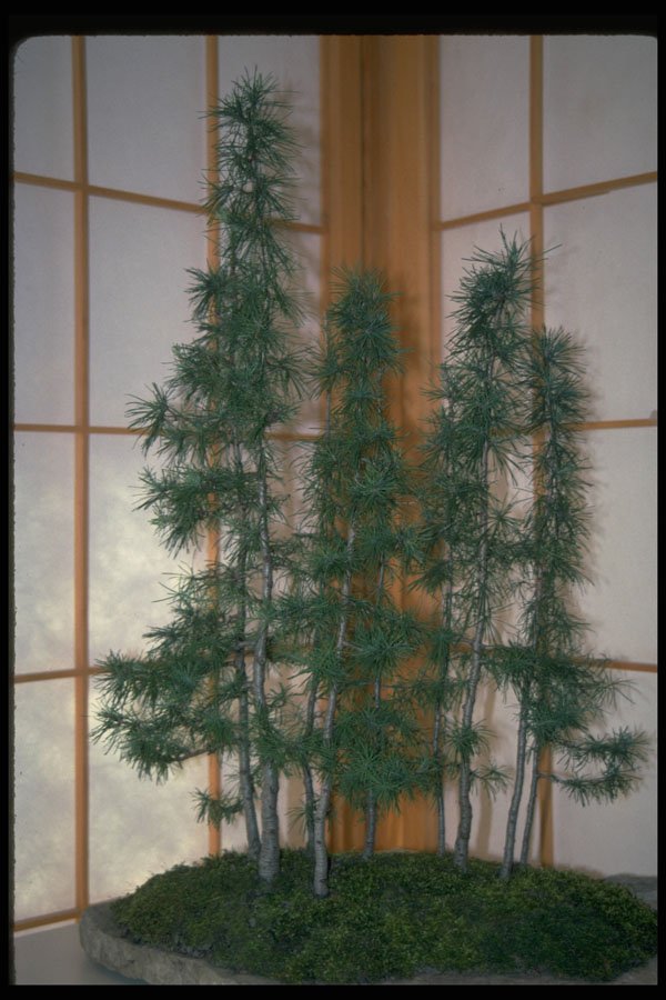 353081 Larix (laricina) A4 Photo Print